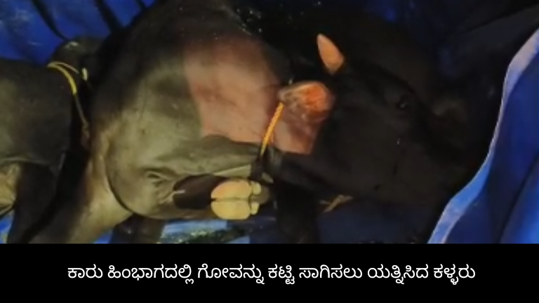 ಕಾರು ಹಿಂಭಾಗದಲ್ಲಿ ಗೋವನ್ನು ಕಟ್ಟಿ ಸಾಗಿಸಲು ಯತ್ನಿಸಿದ ಕಳ್ಳರು